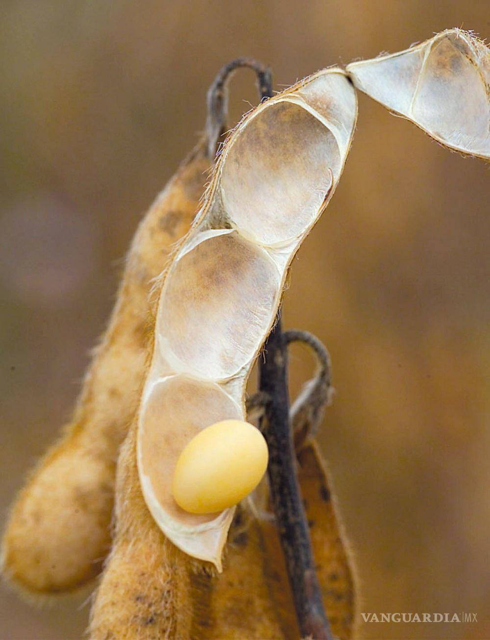 $!La soja es una legumbre rica en lecitina, que se obtiene a partir del aceite que se extrae de sus granos.