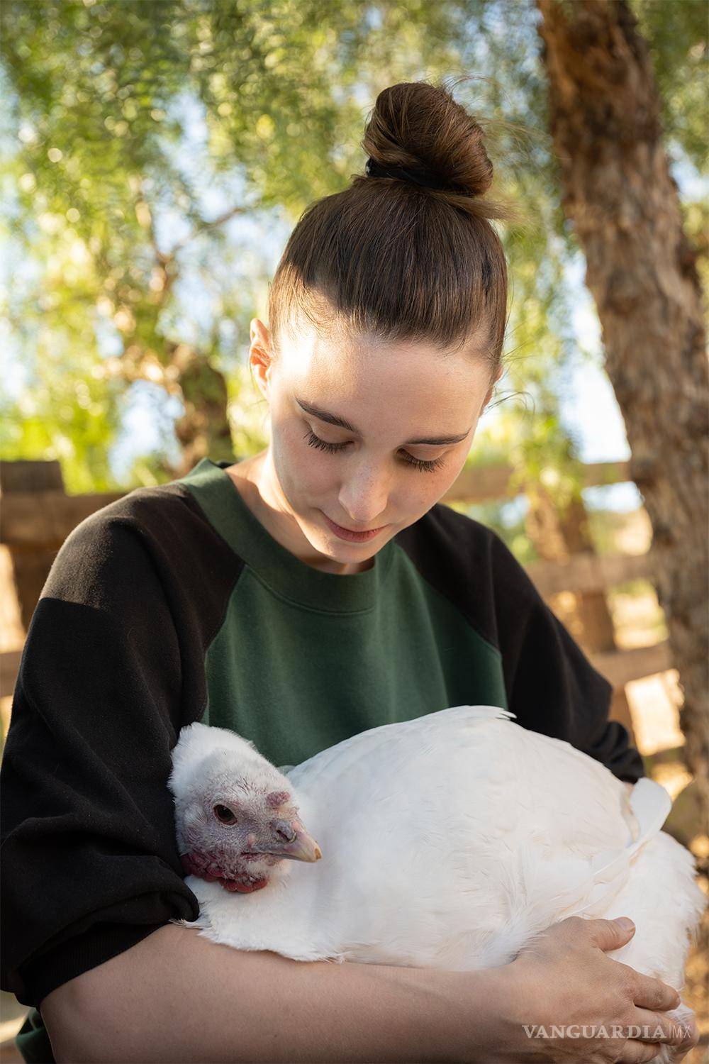 $!Junto con Farm Sanctuary, The Gentle Barn también está trabajando para rescatar pavos esta temporada.