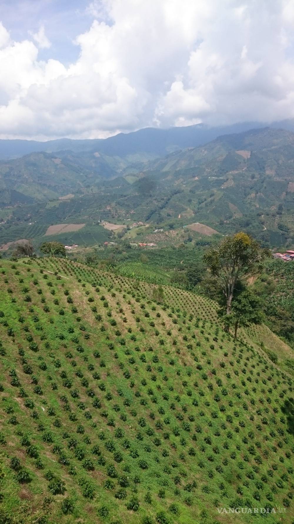 $!Asegura activista que países consumidores de café "perpetúan pobreza”