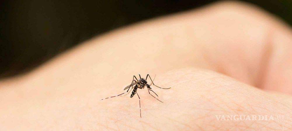 $!¿Los mosquitos te pican?, aquí las cinco razones