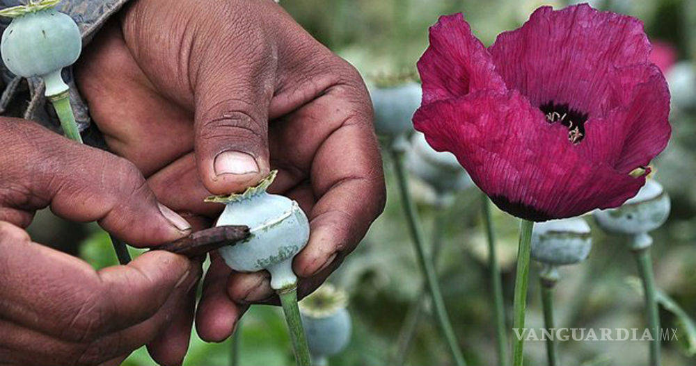 $!El fentanilo tumba producción de opio y podría detonar violencia en estados productores