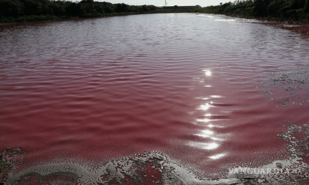 $!Contaminación pinta de color púrpura a la laguna Cerro en Paraguay