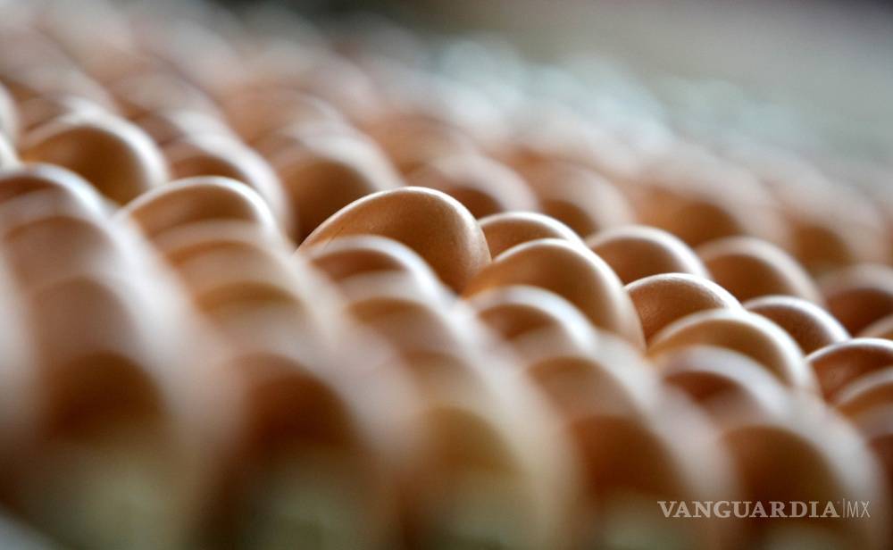 $!Descubren niveles peligrosos de insecticida en huevos de Bélgica