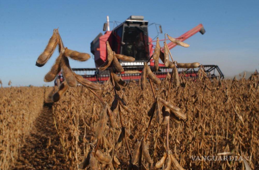 $!Sin lecitina se forman cálculos biliares.