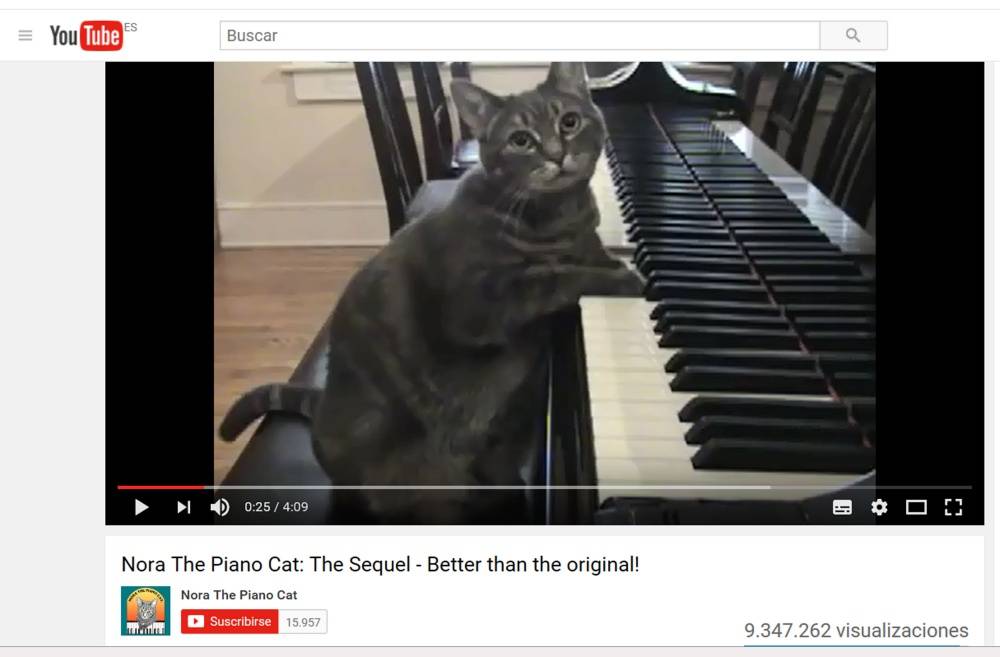 $!Gatos, los reyes de las redes sociales