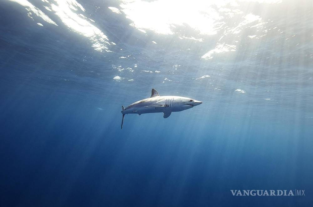 $!En México los tiburones valen más vivos que muertos