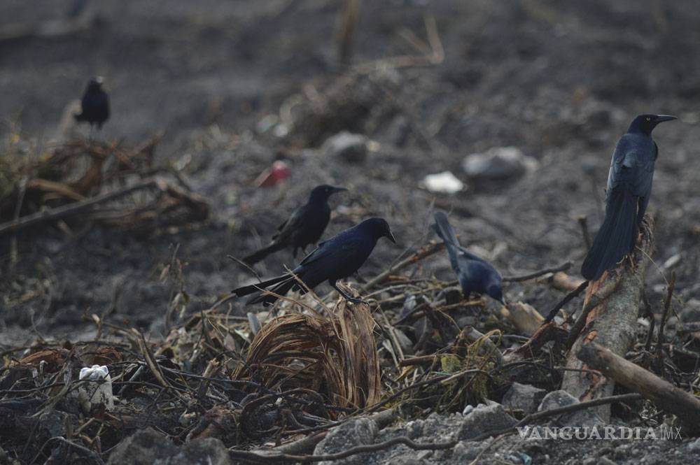 $!El Manglar Tajamar podría regenerarse, pero en 30 años