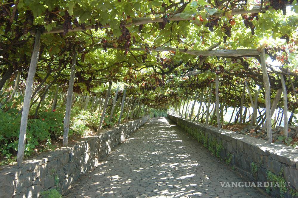 $!Madeira, vino único y añejo a la conquista del mundo