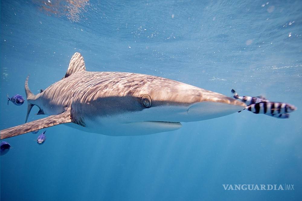 $!En México los tiburones valen más vivos que muertos