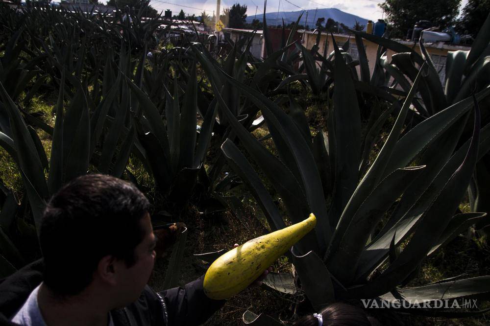 $!"Cuando empezamos no había hipsters": cómo los punks rescataron la tradición del pulque en México