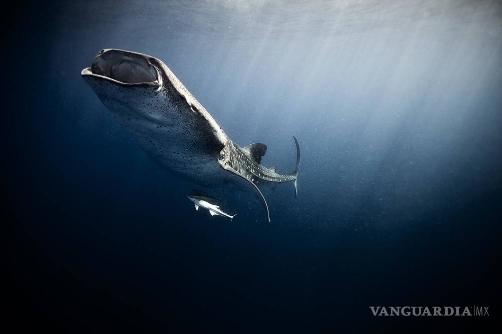 $!En México los tiburones valen más vivos que muertos