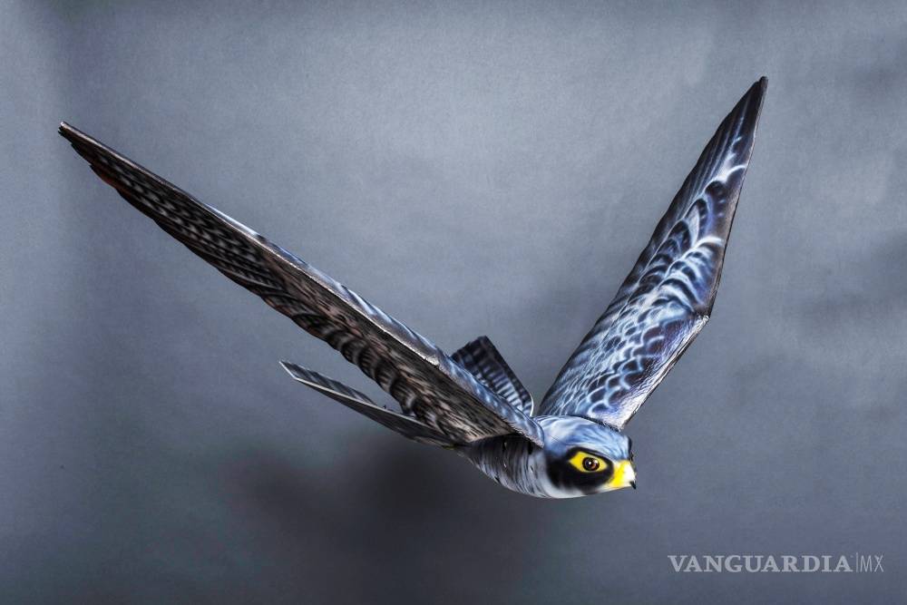 $!“Robird”, el robot halcón que cuida del aeropuerto de Edmonton en Canadá
