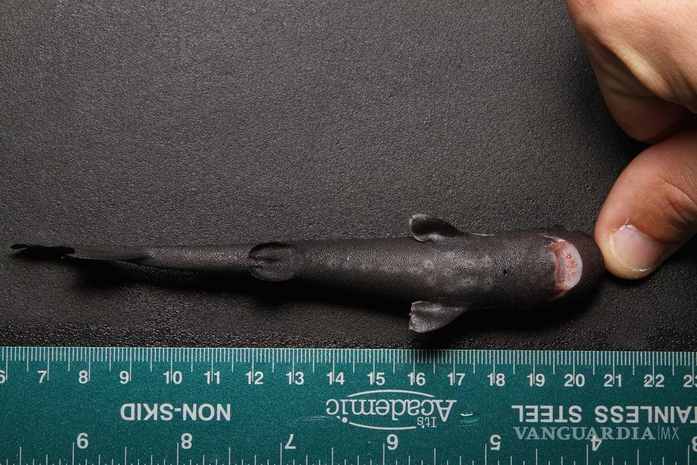 $!Hallan nueva especie de tiburón de bolsillo en el Golfo de México