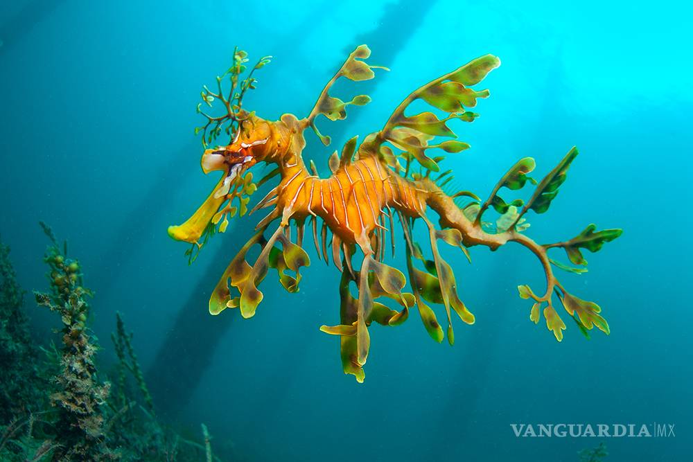 $!Un mono y una planta carnívora, entre las nuevas especies halladas en el mundo