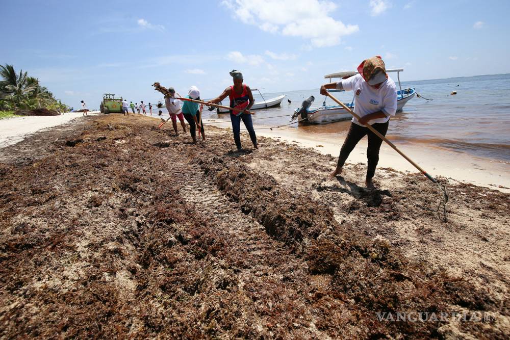 $!Sargazo se apila en orilla de las playas caribeñas de México
