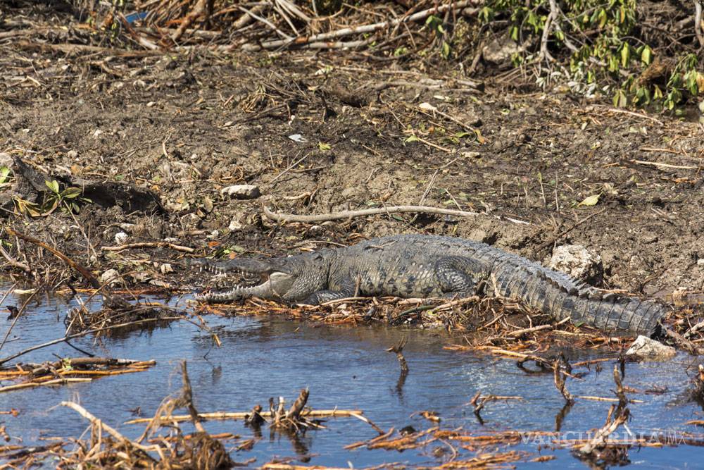 $!“Tala en Tajamar deja un gran daño ambiental”: expertos