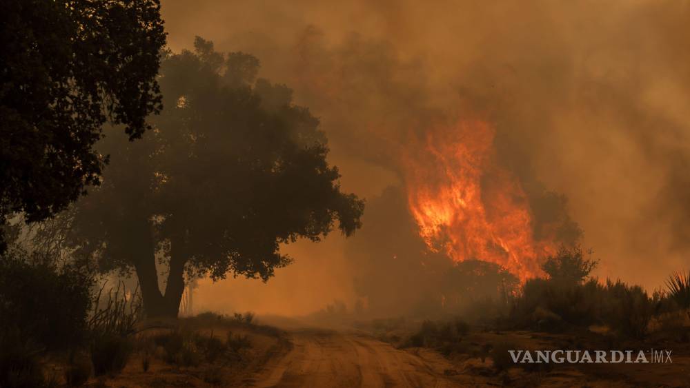 Más de 100 incendios forestales arrasan miles de hectáreas en Hidalgo