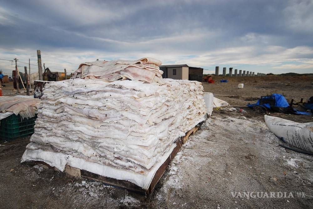 $!En México los tiburones valen más vivos que muertos
