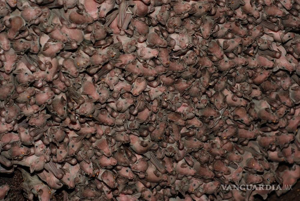 $!Busca México proteger a los murciélagos con la creación de un santuario