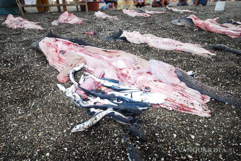 $!En México los tiburones valen más vivos que muertos