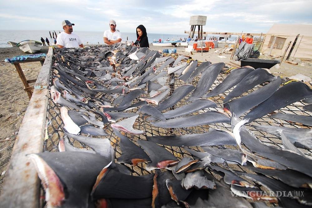 $!En México los tiburones valen más vivos que muertos