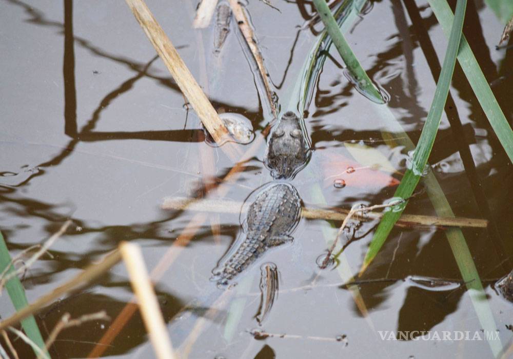 $!Así destruyeron el manglar de Tajamar, en Quintana Roo