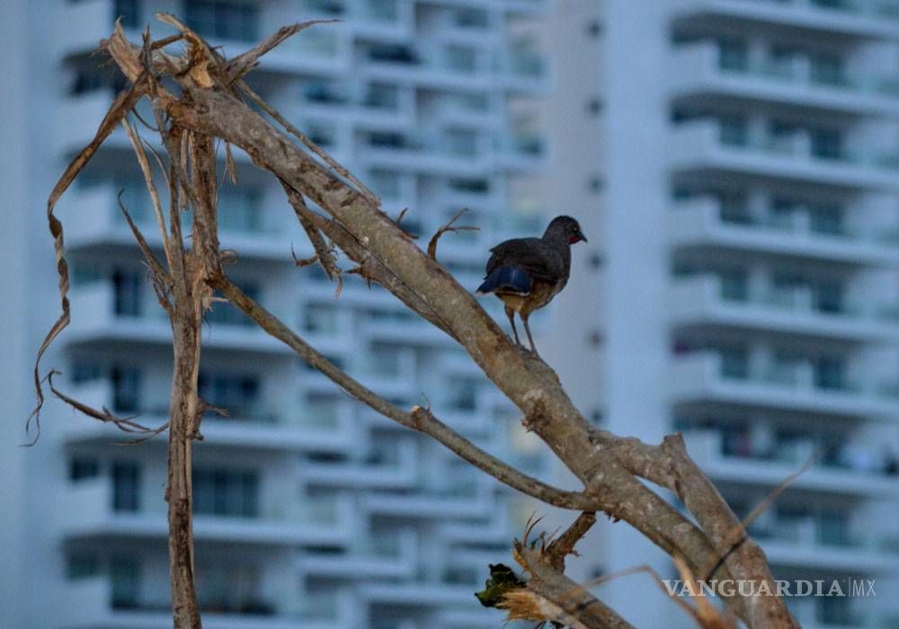 $!Así destruyeron el manglar de Tajamar, en Quintana Roo