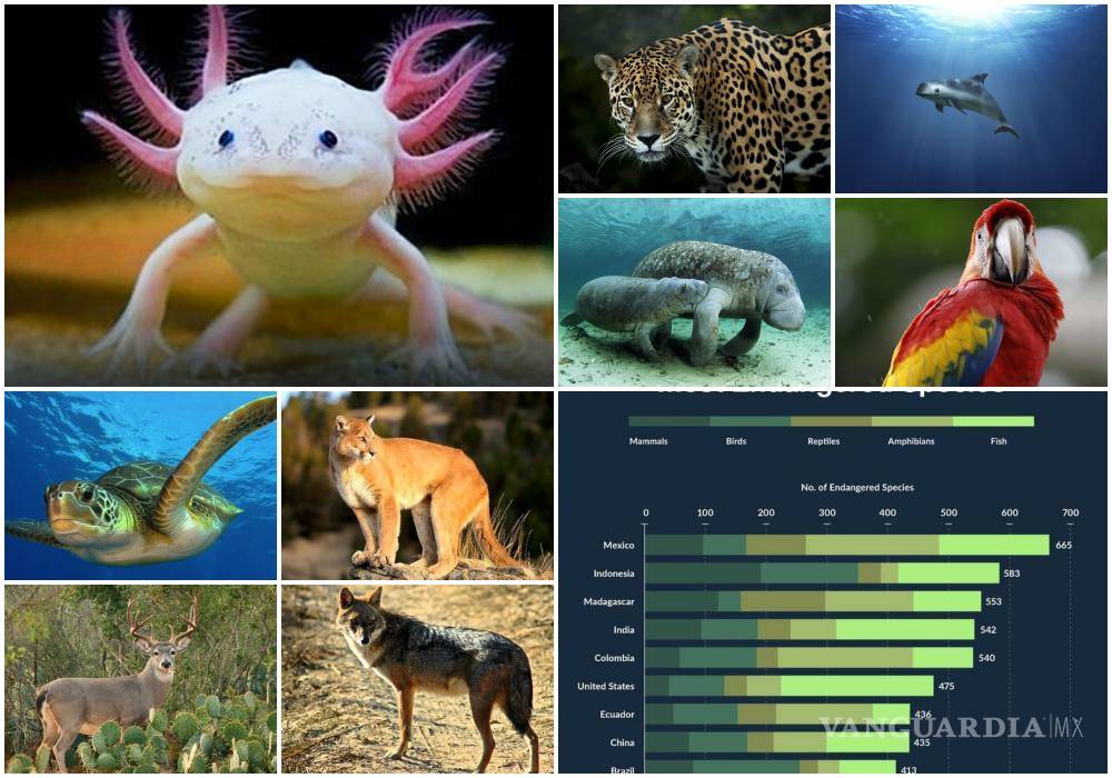 $!México ocupa un muy lamentable primer lugar con más especies en peligro de extinción del mundo