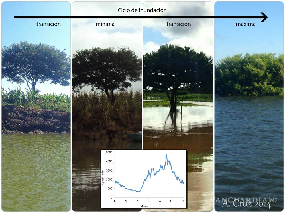 $!Acelerada urbanización ha llevado a pérdida de vegetación y humedales en Tabasco
