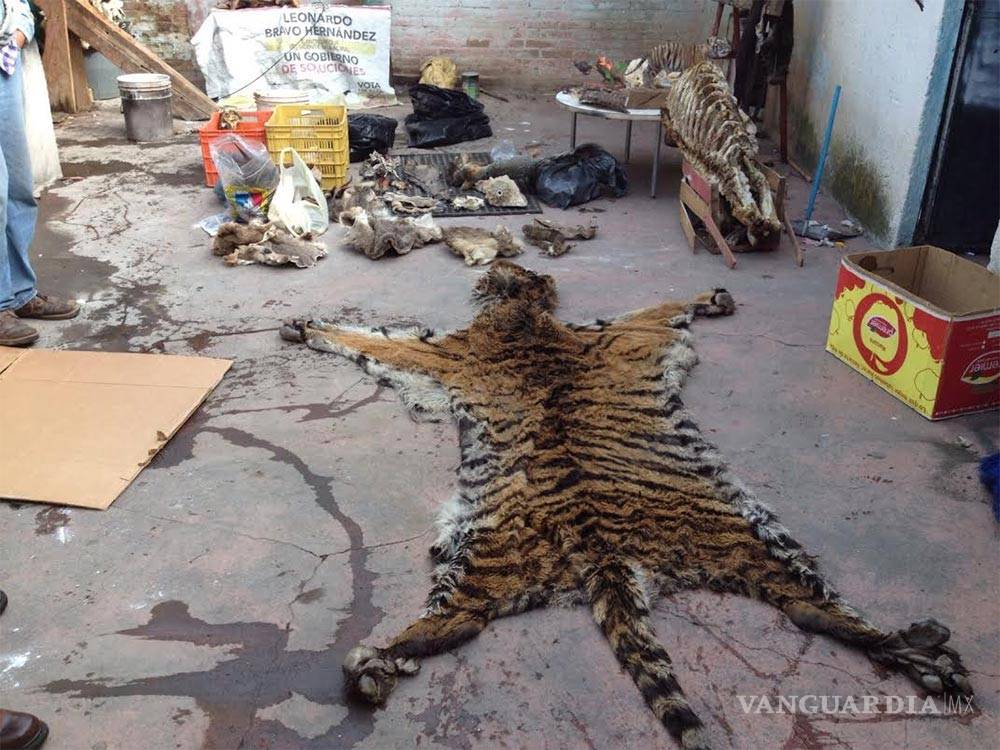 $!Encuentran pieles exóticas en inmueble de Toluca