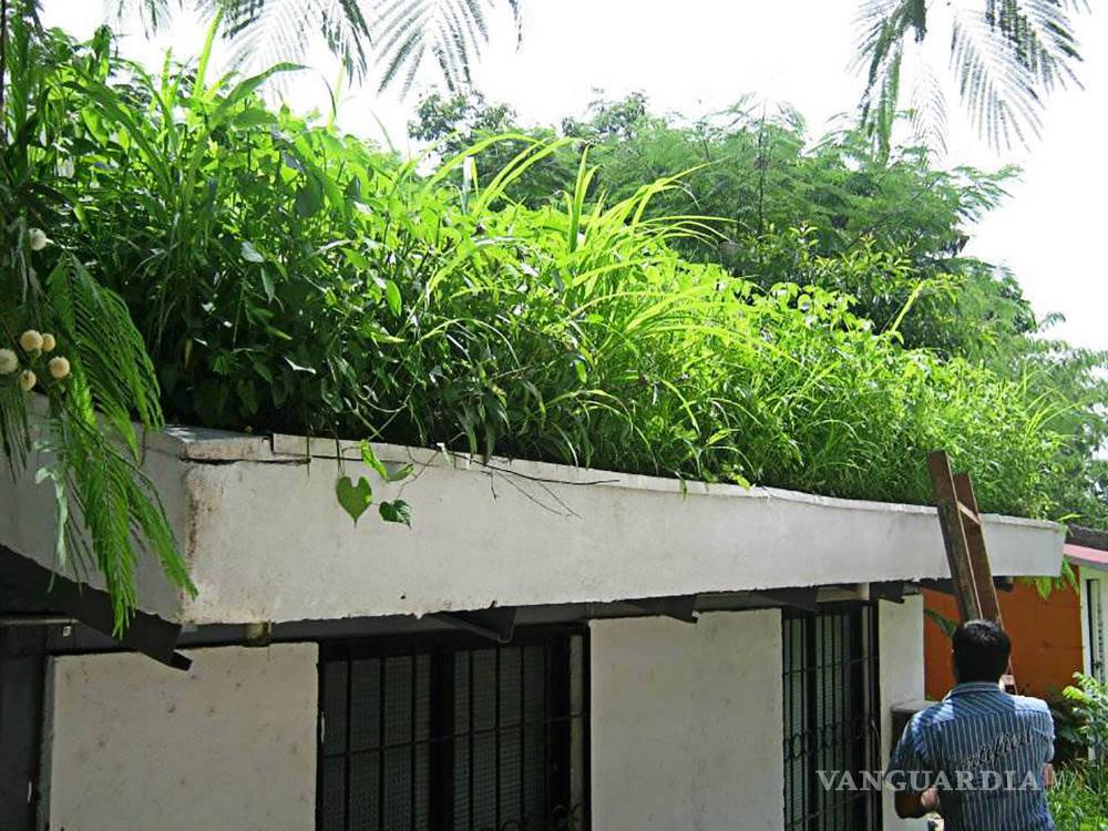 $!Pon a tu casa una piel verde