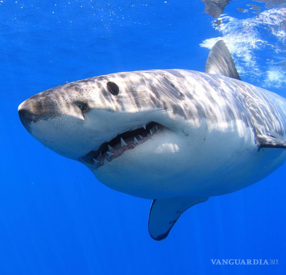 $!En México los tiburones valen más vivos que muertos