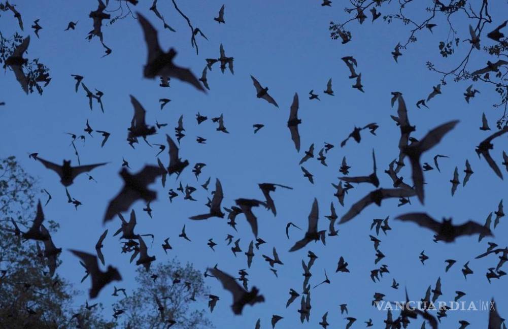 La selva de Calakmul, el nuevo foco rojo del Tren Maya