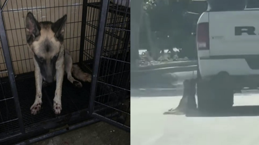 Darsy permanece bajo atención veterinaria tras sufrir múltiples laceraciones al ser arrastrada por una camioneta en calles de Acuña.