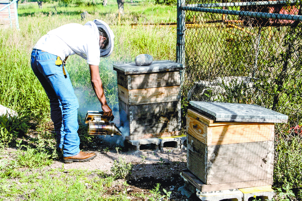 $!Cuidar a las abejas es obligación de todos