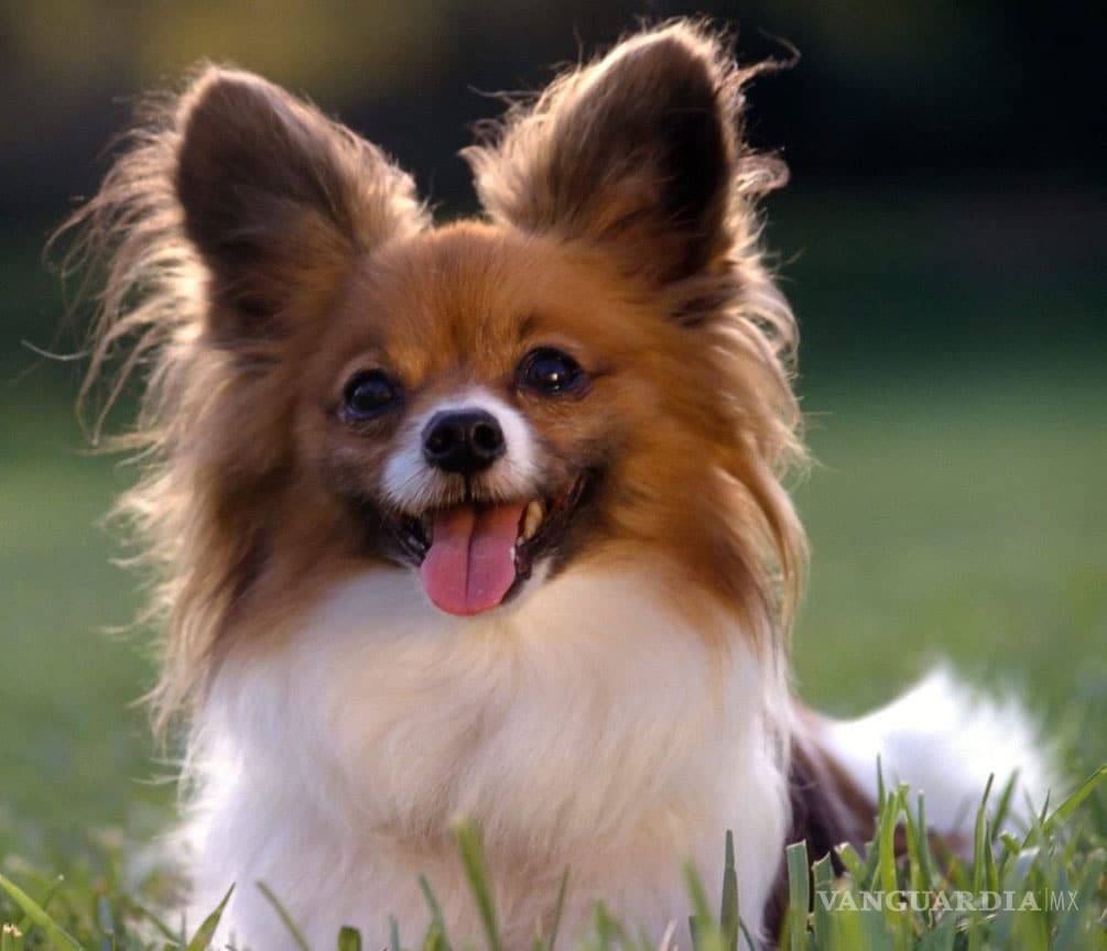 $!¿Cuáles son las 10 razas de perros más inteligentes?