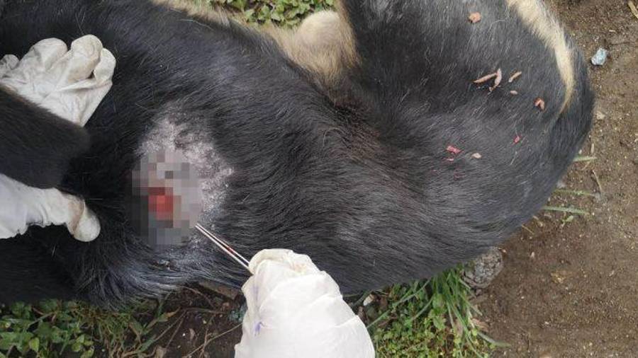 Saltillo concentra el mayor número de gusano barrenador en perros en el Estado.