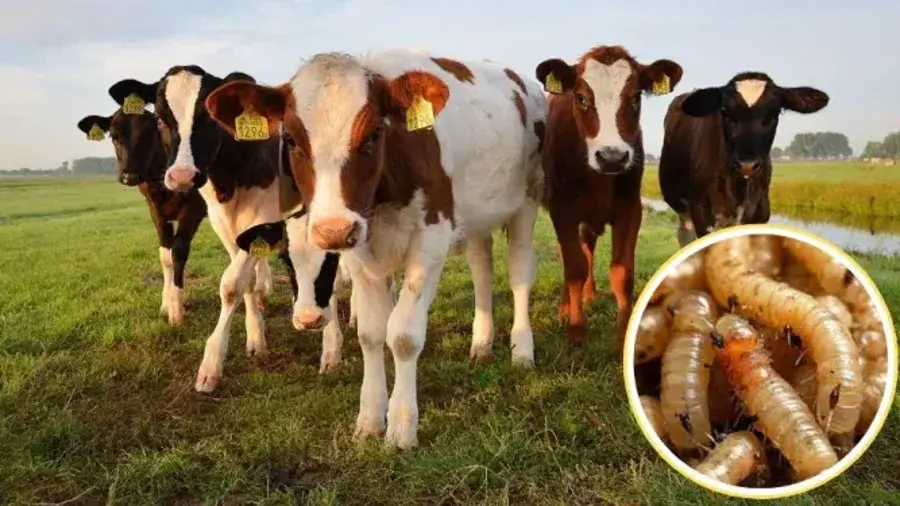 El resurgimiento del gusano barrenador de ganado en México fue identificado por el Departamento de Agricultura de Estados Unidos como una de las cinco nuevas prioridades de investigación y desarrollo para 2026, ante el riesgo que representan plagas y enfermedades invasoras para la sanidad agropecuaria y la seguridad alimentaria regional.