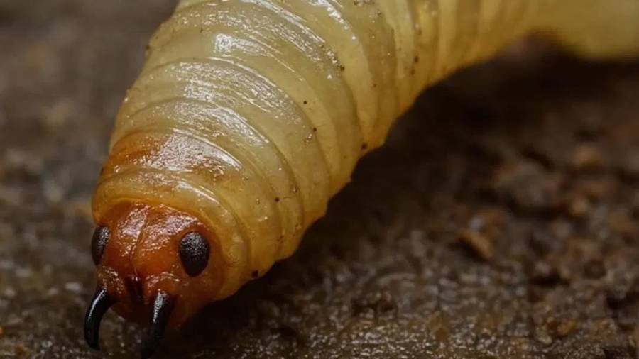 El plan de trabajo contempla la formación de comités estatales y regionales.