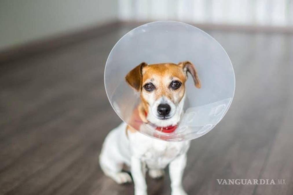 $!Arranca en Saltillo campaña anual de esterilización