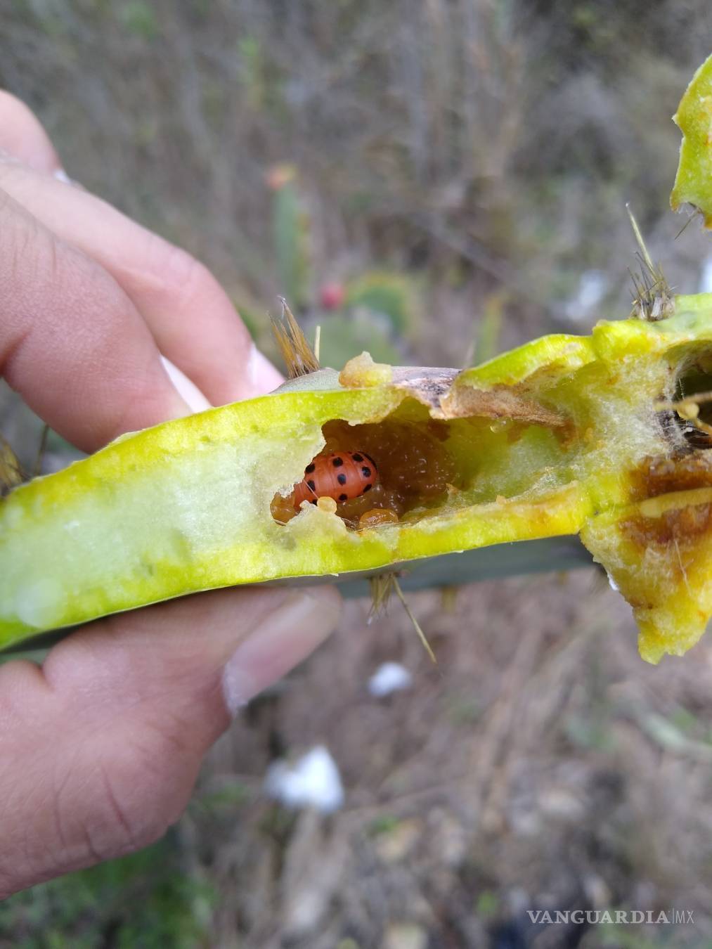 $!Plaga amenaza al nopal de México; investigadores de la Narro la detectan al sur de Texas