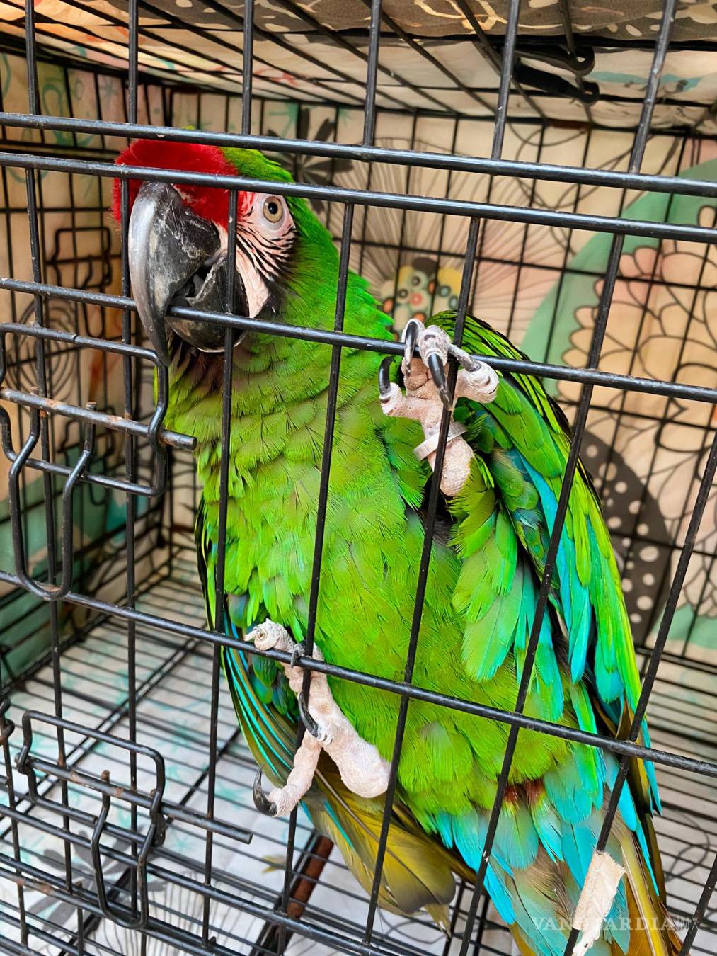 $!Reubica Profepa a 41 ejemplares que presentaban estrés y peso bajo, en Morelos.