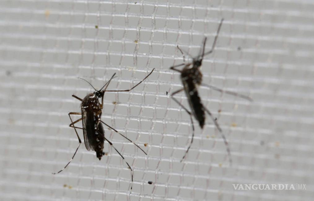Crean repelente contra mosco trasmisor de Zika en Oaxaca