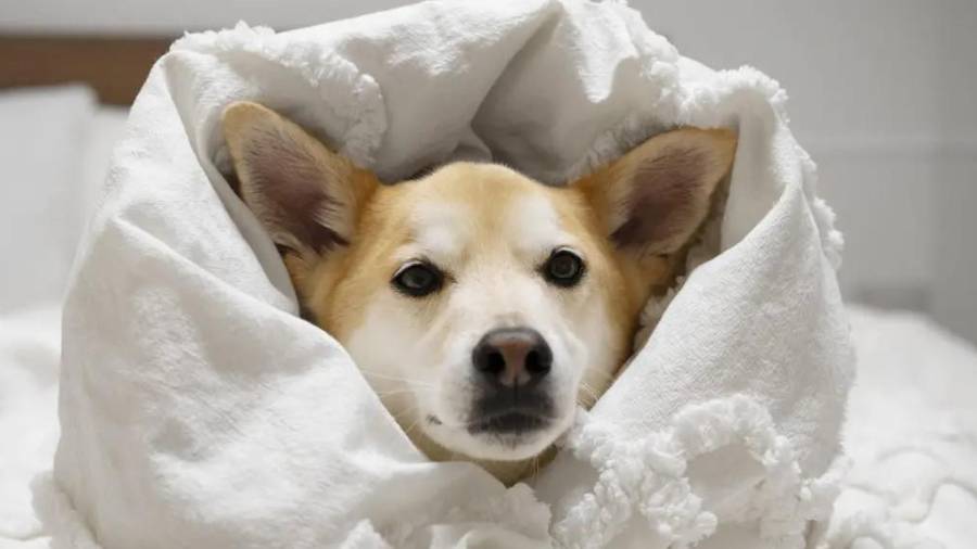 En invierno, las mascotas gastan más energía y requieren agua tibia y una dieta ligeramente más calórica.