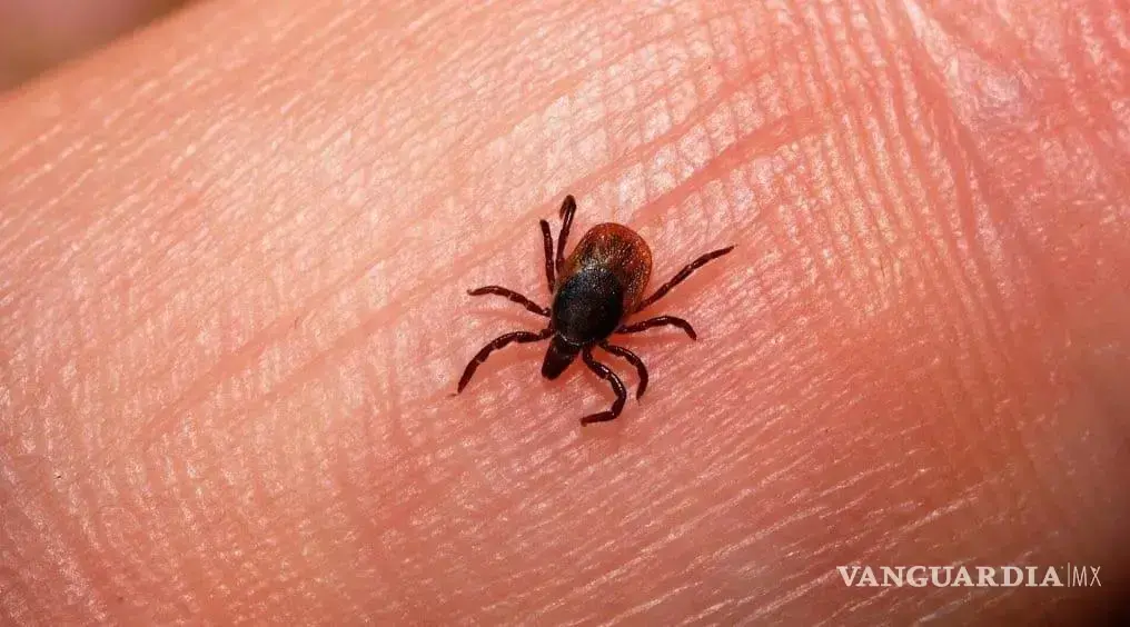 $!Según algunos reportes, la tasa de mortalidad por rickettsia en México oscila entre el 31 y 50%.