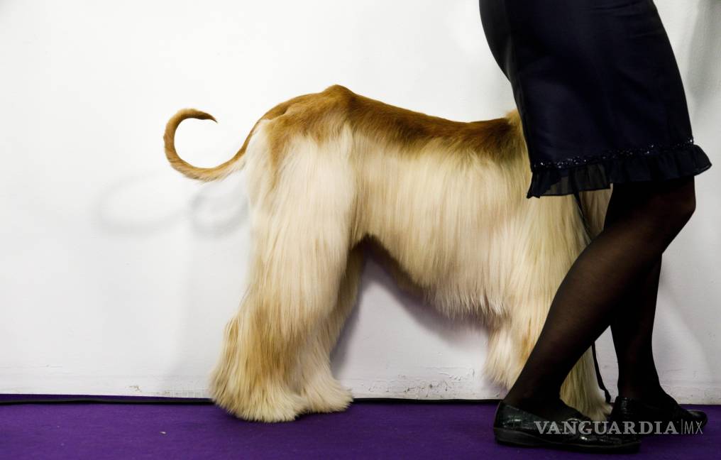 $!Westminster Dog Show: La fiesta más perrona de EU