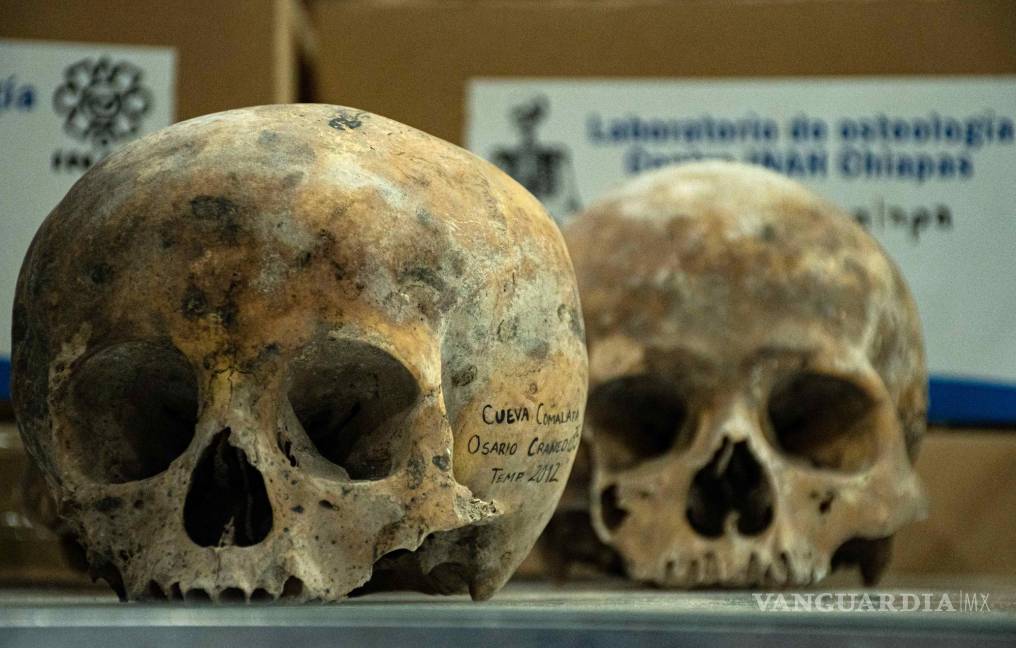 $!Vista de cráneos que son examinados por investigadores del INAH)en el municipio de Tuxtla Gutiérrez, estado de Chiapas (México).