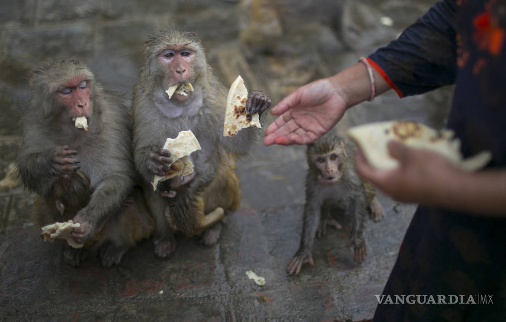$!300 monos esperan ansiosamente cada día Saraswati Dangol en el templo hindú de Pahsupatinath para recibir su porción de pan
