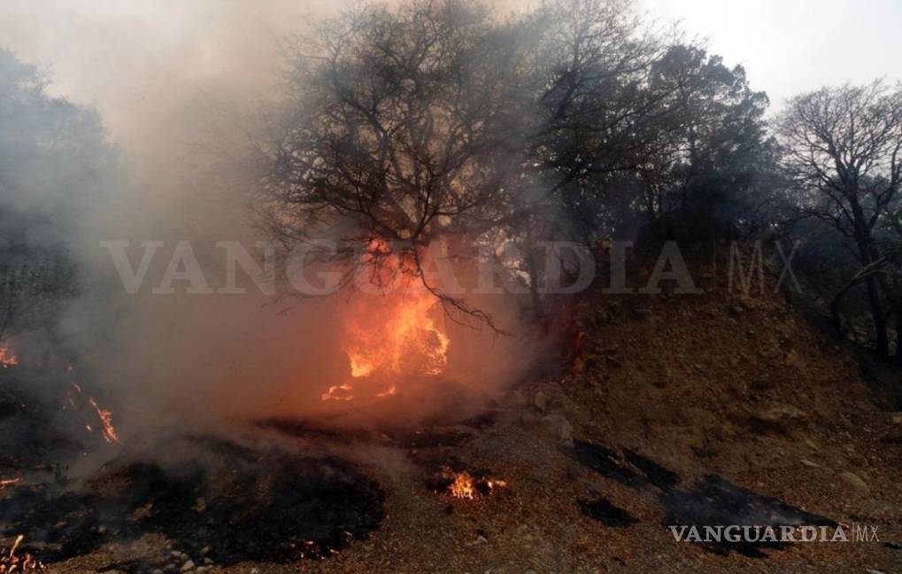 $!Arrasa fuego con 2 mil hectáreas de flora y zonas de cabañas en Arteaga