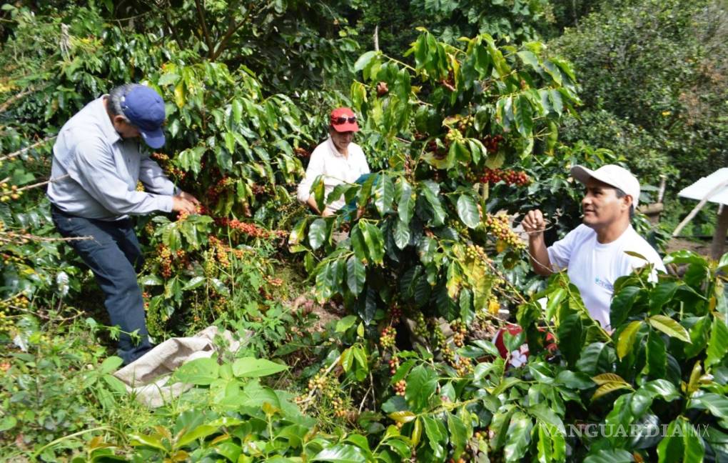 $!Impactará caída de precios de café en América Latina; podría aumentar migración